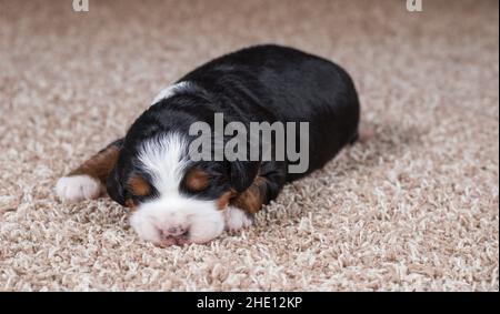 Mini-bernedoodle tricolore Puppy dormant sur la moquette Banque D'Images