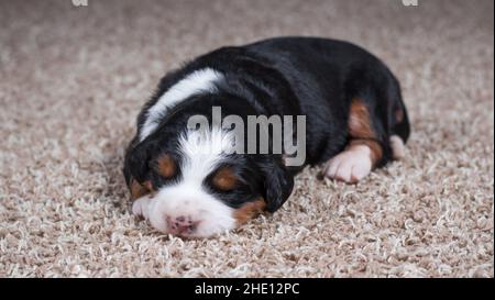 Mini-bernedoodle tricolore Puppy dormant sur la moquette Banque D'Images