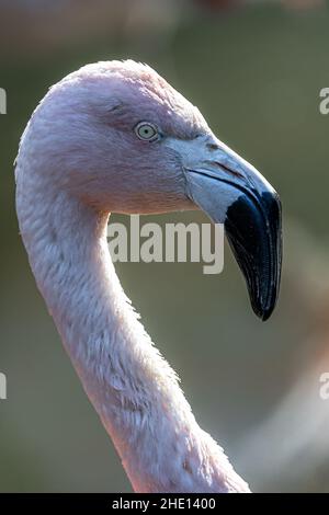 Portrait d'un Flamingo chilien (Phoenicopterus chilensis) Banque D'Images