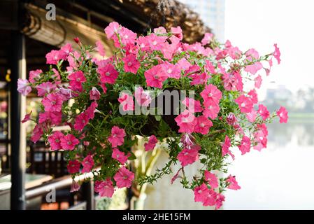 SURFIN est une belle fleur colorée qui fleurit toute l'année Banque D'Images