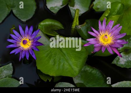 Est une variété de plantes aquatiques, appartenant aux Nymphaeaceae, dont le nom en anglais est le nénuphars, originaire de l'Inde Banque D'Images