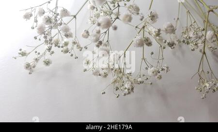 gypsophila blanc fleurs délicates sur la table. Banque D'Images