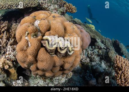 Un palourdes géantes du genre Tridacna sur un récif de corail dans la mer Rouge d'Égypte. Banque D'Images