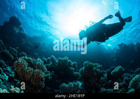 Un plongeur de plongée approchant des coraux avec un bras tendu photographié d'en-dessous dans la mer Rouge, en Égypte. Banque D'Images