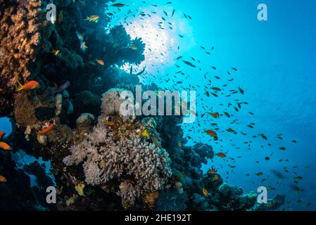 Les écoles de goldies de mer ou de voiliers Anthias (Pseudanthias squamipinnis) sur le corail dans les eaux claires de la mer rouge en Égypte. Banque D'Images