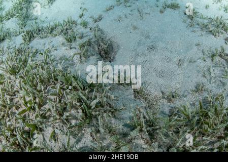 La semelle sans fin (Pardachirus marmoratus) un poisson incroyablement bien camouflé sur le fond marin caché sur le sable au milieu de l'herbe de mer. Banque D'Images