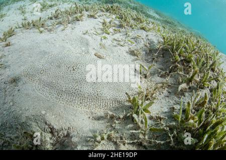 La semelle sans fin (Pardachirus marmoratus) un poisson incroyablement bien camouflé sur le fond marin caché sur le sable au milieu de l'herbe de mer. Banque D'Images