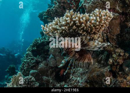 Un lionfish commun (Pterois miles) se cachant sous le corail pendant la journée dans la mer Rouge près de Hurghada, Egypte. Banque D'Images