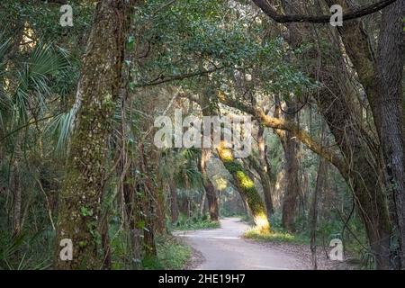 La lumière du lever du soleil se filtre à travers le couvert d'arbres sur la route tortueuse de l'île de fort George jusqu'à la plantation Kingsley à Jacksonville, en Floride.(ÉTATS-UNIS) Banque D'Images