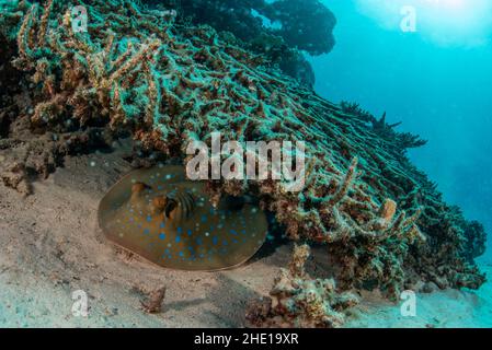 Un rayon de queue de cheval (Taeniura lymma) qui se cache sous le corail dans la mer Rouge, en Égypte. Banque D'Images