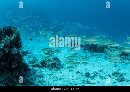 Le poisson-chèvre à nageoires jaunes (Mulloidichthys vanicolensis) se rassemble au-dessus du fond marin dans la mer rouge près de Hurghada, en Égypte. Banque D'Images