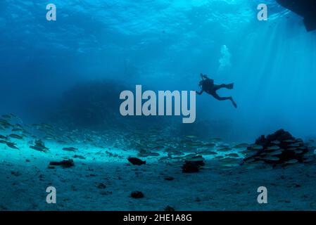 Plongeur autonome descendant de la surface dans la mer Rouge, Égypte. Banque D'Images