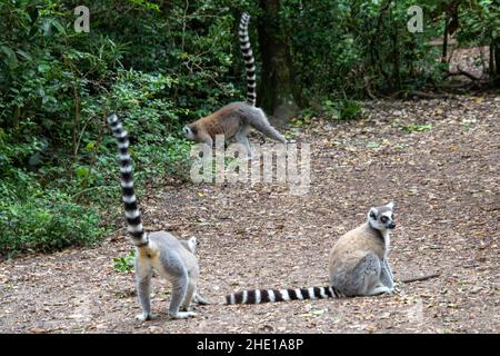 Un lémurien à queue annulaire au sanctuaire de Monkeyland en Afrique du Sud Banque D'Images