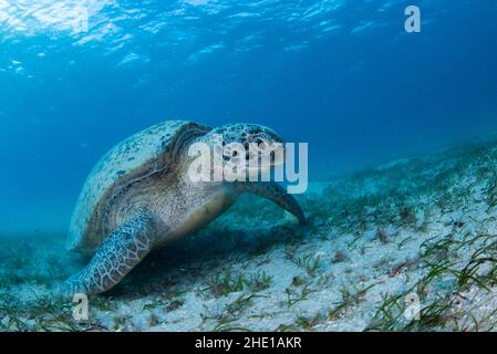 Une tortue de mer verte (Chelonia mydas) une espèce de reptile en voie de disparition qui se nourrit d'aggrégs marins dans la mer Rouge, en Égypte. Banque D'Images