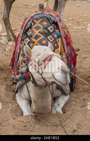 Un chameau arabe captif (Camelus dromedarius) utilisé pour les promenades touristiques en Égypte. Banque D'Images