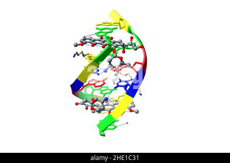 Structure de l'ADN complexé avec la doxorubicine (grise), un médicament anticancéreux.3D modèle de dessin animé et de bâton, PDB 1d12, fond blanc. Banque D'Images