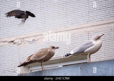 Photo à mise au point sélective.Oiseaux de mouette sur le toit. Banque D'Images