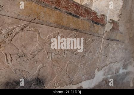 Sculptures égyptiennes anciennes d'un troupeau de cormorans sur les murs en pierre du Temple de Hatshepsut en Égypte. Banque D'Images