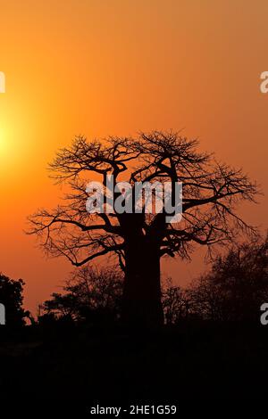 Coucher du soleil avec une silhouette d'arbre de baobab, Kruger National Park, Afrique du Sud Banque D'Images
