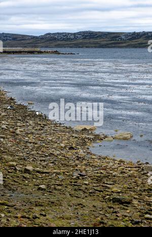 Belle plage vide à Port Stanley - Iles Falkland -28th de février 2014 Banque D'Images