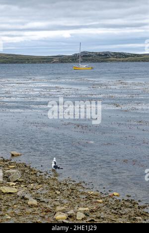 Belle plage vide à Port Stanley - Iles Falkland -28th de février 2014 Banque D'Images