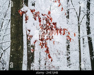 Feuilles de Hêtre sauvages et enflammées dans la forêt d'hiver avec neige Banque D'Images