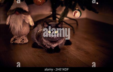 Chat noir assis sur le plancher en bois sous l'arbre de Noël Banque D'Images