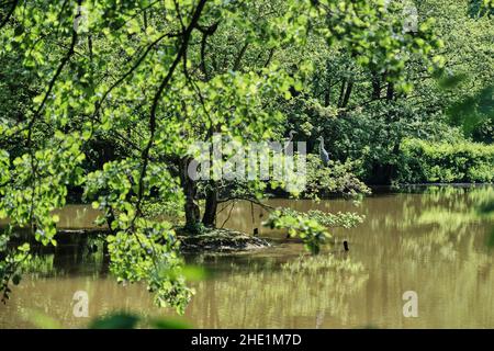 Hérons gris, Ardea cinerea, un oiseau de passage à gué prédateur à longues pattes de la famille des hérons, Ardeidae, assis dans un arbre au milieu d'un lac Banque D'Images