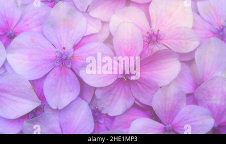 De belles fleurs d'hortensia ou d'hortensia rose pour le fond de la nature Banque D'Images