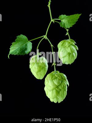 cônes de plantes de houblon vert frais macro isolés sur fond noir Banque D'Images
