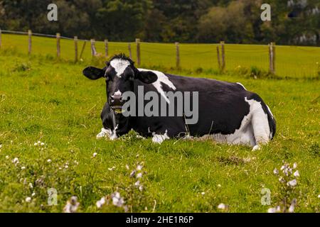 Bétail Holstein couché sur l'herbe dans une terre agricole Banque D'Images
