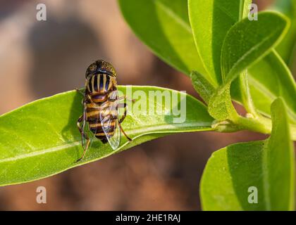 Eristalinus megacephalus voler assis sur la feuille et au repos Banque D'Images