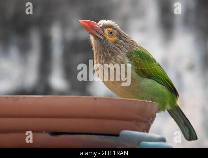 Barbet à tête brune reposant sur une casserole se reposant après la boisson Banque D'Images