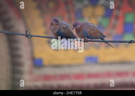 Une paire de colombes riantes (Spilopelia senegalensis) perche sur un fil en face d'une mosaïque colorée au Caire, en Égypte. Banque D'Images