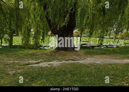 Jardins de Queenstown à Otago, sur l'île du Sud de la Nouvelle-Zélande Banque D'Images