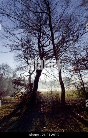 Sentier menant au bois de Summerhouse Hill, entre le 14th et le 16th trous du terrain de golf public dans le parc de la place Beckenham, Lewisham, Banque D'Images