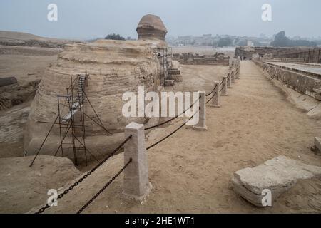 L'arrière du Grand Sphinx de Gizeh avec un échafaudage contre le sphinx pour les travaux de restauration. Banque D'Images