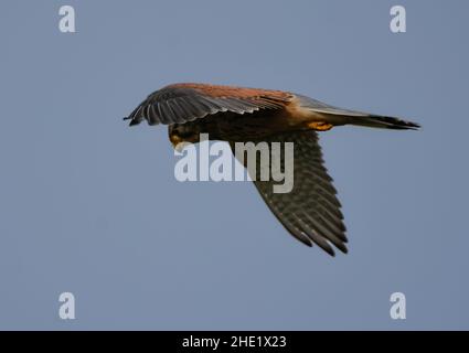 Kestrel planant à la recherche de proies avec la tête légèrement cachée sous l'aile Banque D'Images