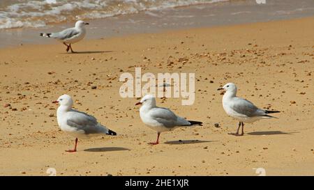 Mouettes sur la baie de Coquille sur la voie côtière près de Marahau, Tasman Bay dans le parc national d'Abel Tasman, région de Tasman sur l'île du Sud de la Nouvelle-Zélande Banque D'Images