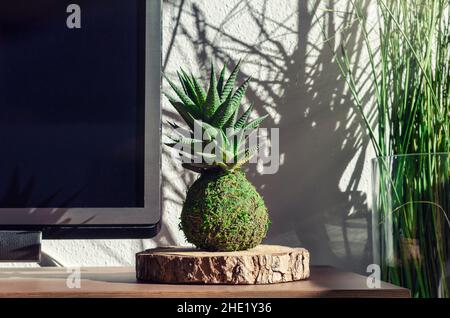 Kokedama d'une plante succulente appelée Haworthia fasciata.Décoration d'intérieur. Banque D'Images