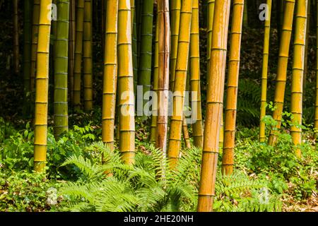 Des tiges de bambou se trouvent dans le jardin botanique de la Villa Carlotta, au bord du lac de Côme. Banque D'Images