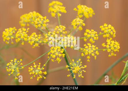 Foeniculum vulgare Fenouil - Banque D'Images