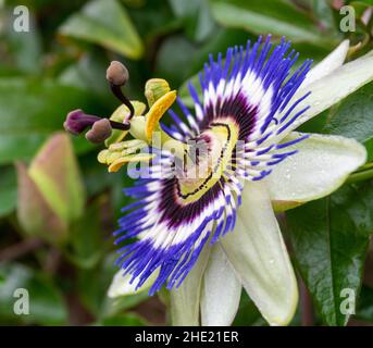 Passiflora caerulea - fleur bleue de la passion Banque D'Images