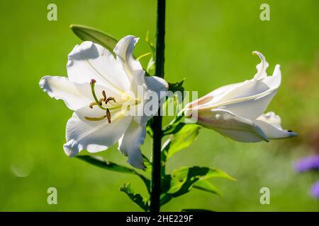 Fleurs blanches de la plante régale de Lilium, connue sous le nom de nénuphars, royal ou roi dans un jardin de style cottage britannique dans une belle journée d'été, belle en plein air Banque D'Images