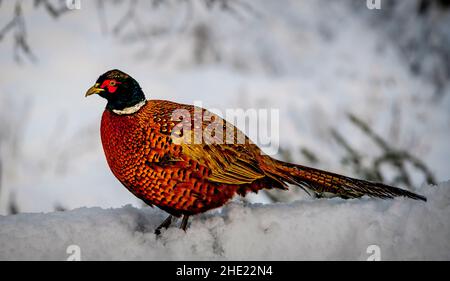 Faisan mâle (Phasianus colchicus) assis sur un mur de neige dans le Lanarkshire du Sud, en Écosse Banque D'Images