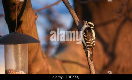 Pic en aval assis sur la branche d'arbre à côté du mangeoire à oiseaux Banque D'Images