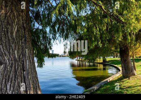 Paysage avec beaucoup de grands cyprès de Bald vieux près du lac à Parcul Herastrau (parc Herastrau) à Bucarest, Roumanie, dans un jour ensoleillé d'automne Banque D'Images