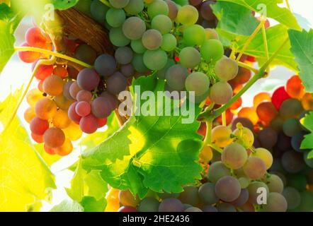 Raisins sur la vigne Banque D'Images
