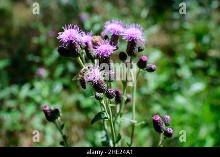 Délicate fleurs roses et pourpres de Carduus nutans plante, communément connu sous le nom de musc ou de nodding chardon sans plomb, dans un jardin dans un jour ensoleillé d'été, nati Banque D'Images