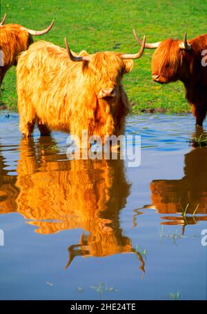 Highland bétail, dans l'eau, Banque D'Images